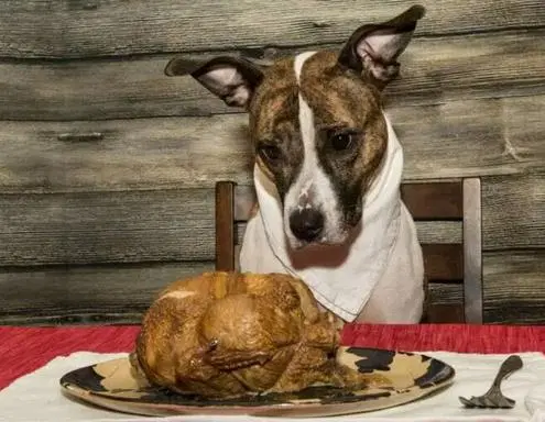 Can Dogs Eat Turkey? Is Turkey Safe For Dogs?